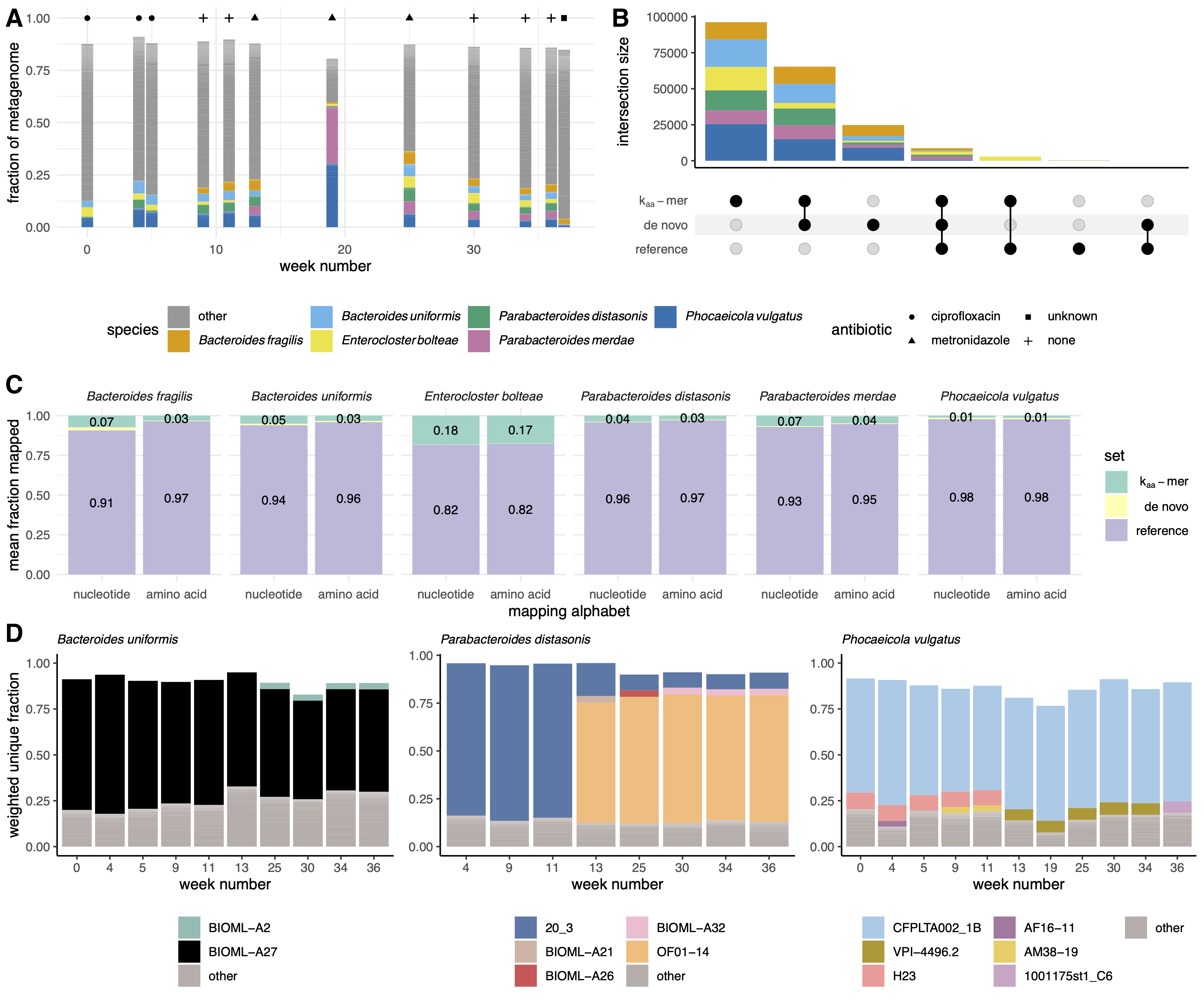 Figure 4: Kaa-mer metapangenomes reveal species and strain dynamics in time series gut microbiome metagenomes after antibiotic exposure. A) Antibiotic courses and corresponding gut microbiome profiles for a single individual with Crohn’s disease. Fractional abundances are colored by species, with only the six species that accounted for greater than 2% of all metagenome reads displayed. B) Upset plot of amino acid k-mers (k = 10) present in the kaa-mer metapangenomes, the de novo metapangenomes, and the reference pangenome. Intersections are colored by species. C) Bar plots indicating the average fraction of reads used to build the kaa-mer metapangenome that mapped first against the reference pangenome, then against the de novo metapangenome, or were unmapped. More reads mapped in amino acid space than in nucleotide space. Only the fraction of reads that mapped to the reference pangenome and the fraction reads that were unmapped are labelled. D) Bar plots of the fraction of kaa-mer metapangenome sequences that were anchored to a given strain using the sourmash gather algorithm against the GTDB rs202 database (k = 51). Colors represent strains, which are labelled by their NCBI strain name. Missing fractions depicted as blank space between the bar and one represent novel k-mers not in the database. Only genomes that accounted for greater than 2% of the weighted fractional abundance and that were annotated as the same species are colored. Weeks in which the species was low-abundance are excluded. Starting at at week 13, sequences from previously unobserved strains were detected within each metapangenome. This timing coincides with metronidazole administration.